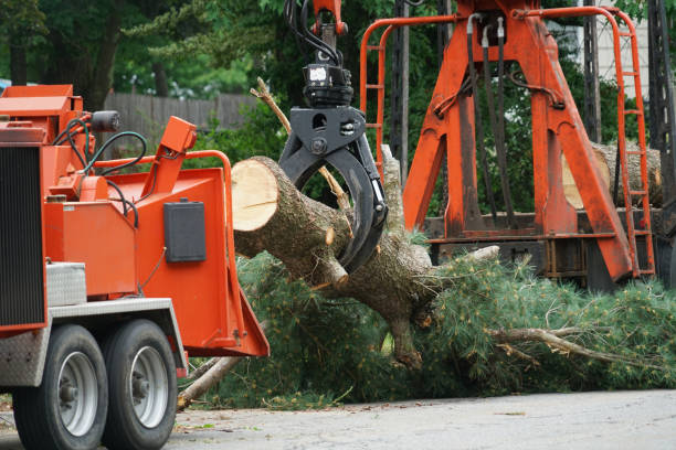 Hondo, TX Tree Services Company